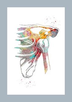 Amélioration de la microcirculation dans les tissus articulaires et musculaires.