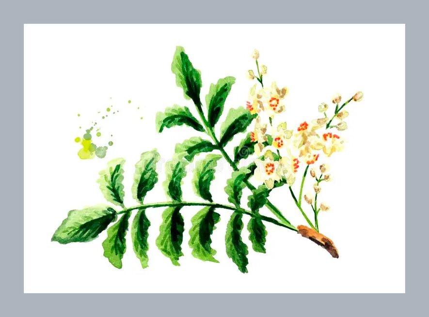 feuilles de boswellia